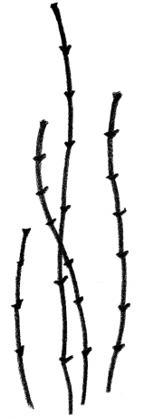 Twigs 2